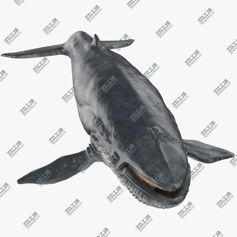images/goods_img/2021040235/3D Blue Whale/1.jpg